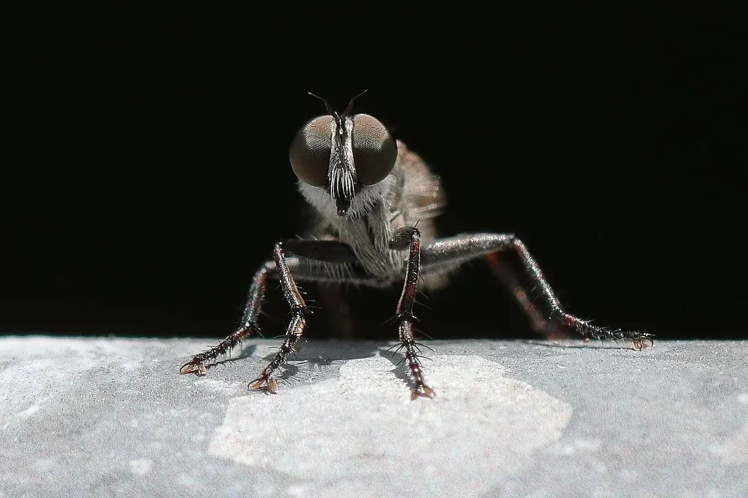 Detailaufnahme einer Fliege