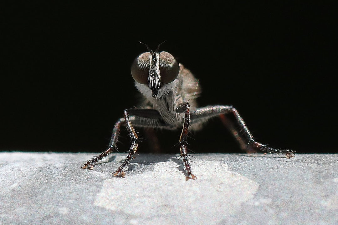 Fliegenjagd mit Strategie!
